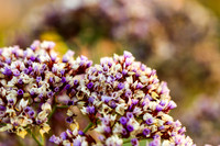 Flora